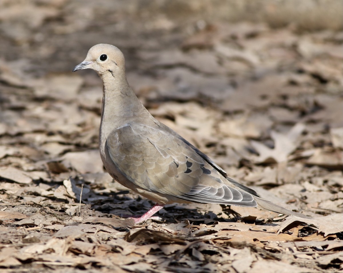 Tourterelle triste - ML316755011