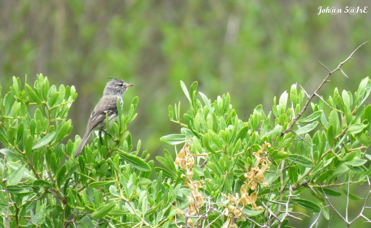 Yellow-billed Tit-Tyrant - ML316755401