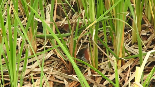 White-throated Crake - ML316755681