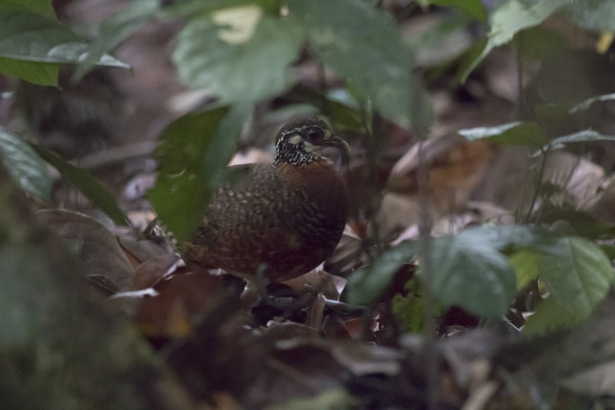 Sabah Partridge - ML31675571