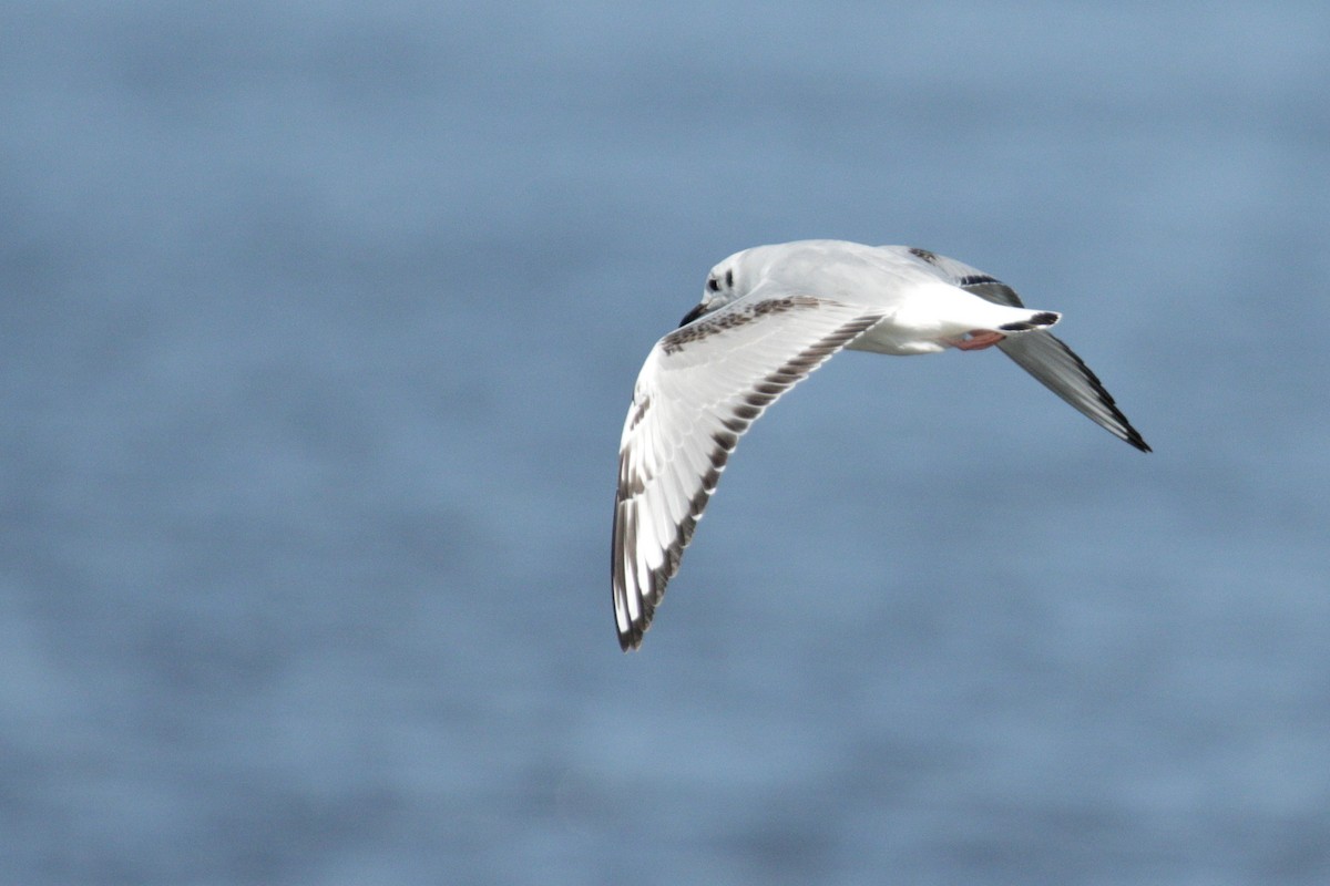 Bonaparte's Gull - ML316756161