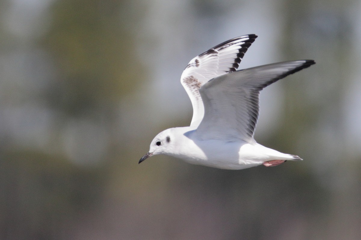 Bonaparte's Gull - Mel Green