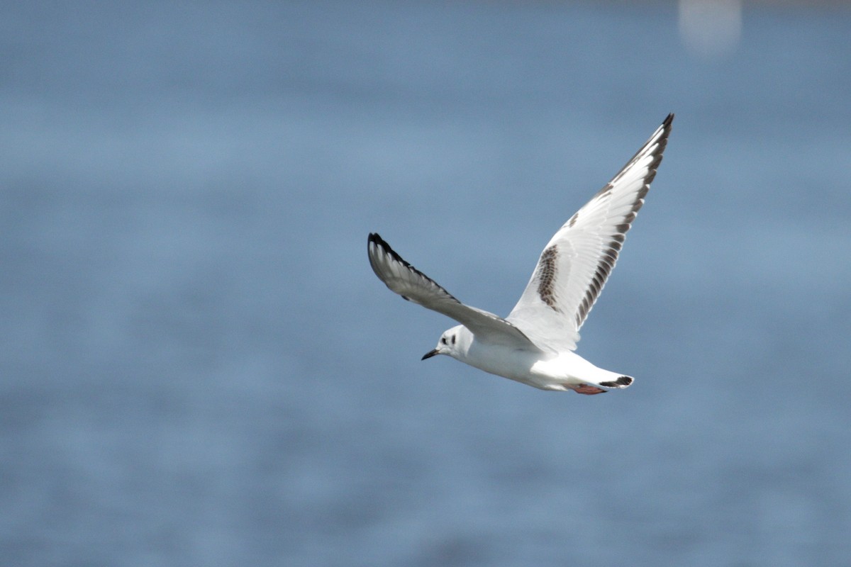 Mouette de Bonaparte - ML316756191