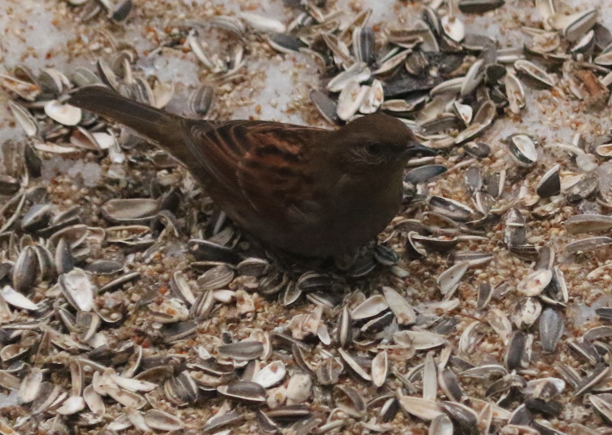 Japanese Accentor - Jeffrey Blalock