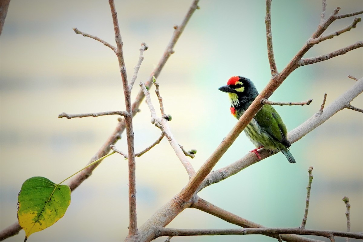 Coppersmith Barbet - ML316757891