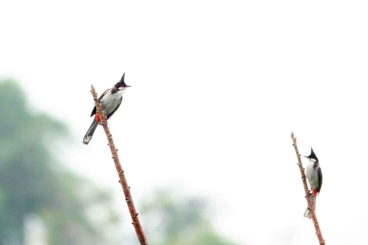 Red-whiskered Bulbul - S Rama Chandran