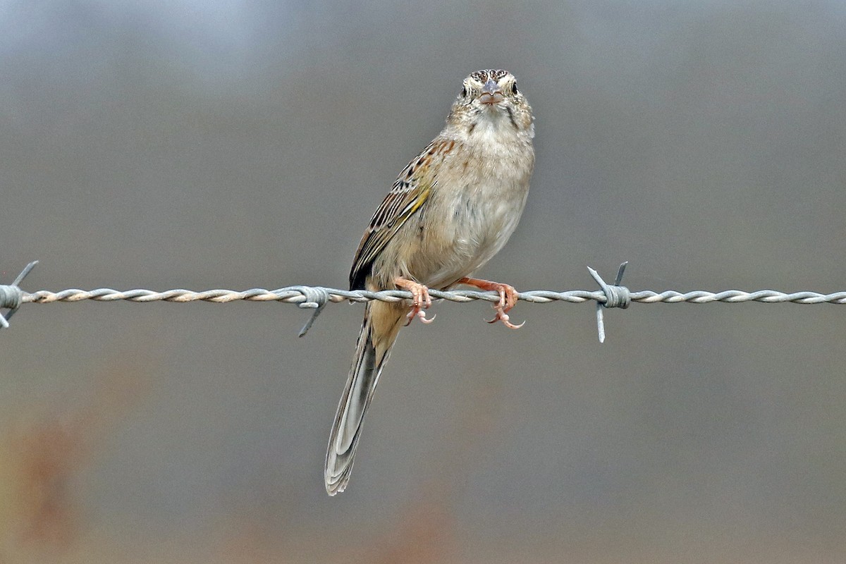 Cassin's Sparrow - ML316758491