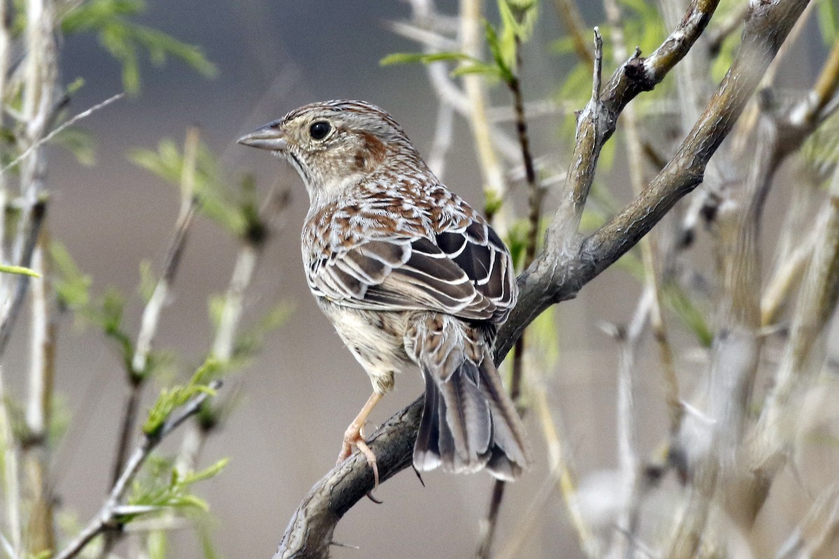 Cassin's Sparrow - ML316761101