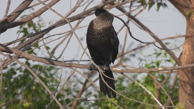 Little Cormorant - ML316763721