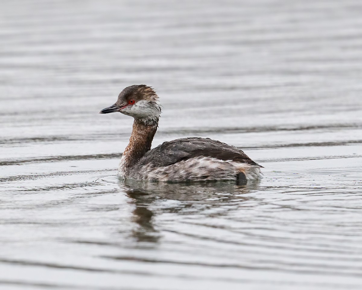 Horned Grebe - ML316764741