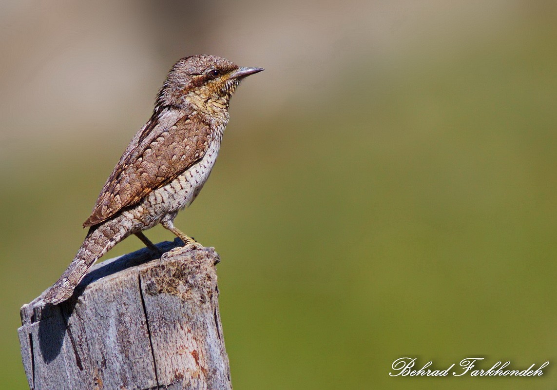Eurasian Wryneck - ML31676531