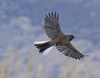 Junco ardoisé - ML316765501