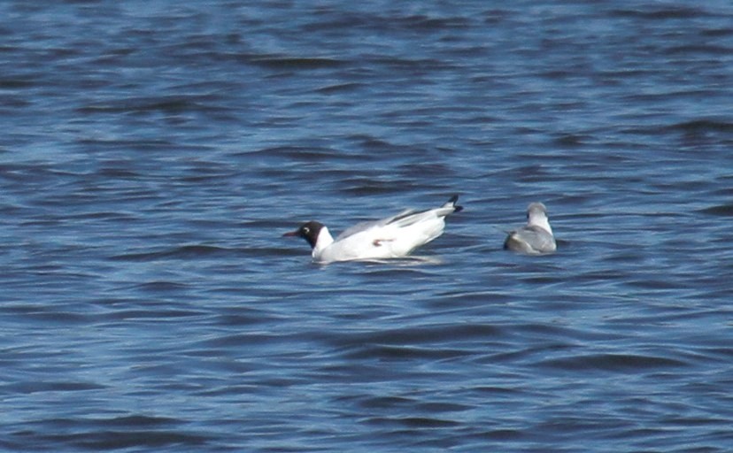 Black-headed Gull - ML316766841