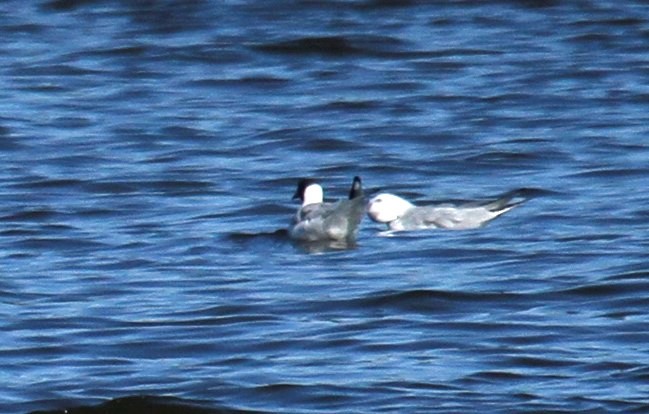 Black-headed Gull - ML316766851