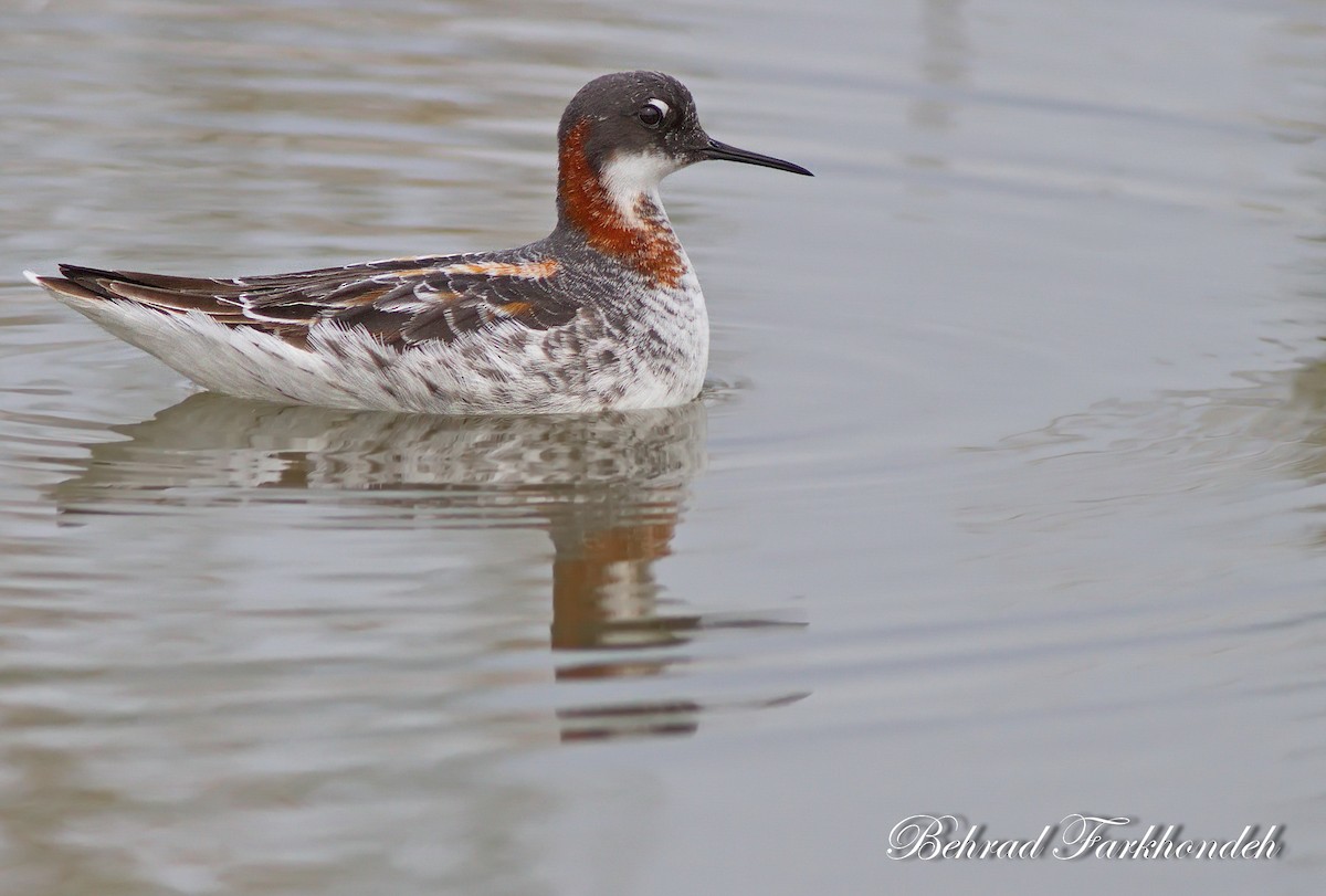 Red-necked Phalarope - ML31676741