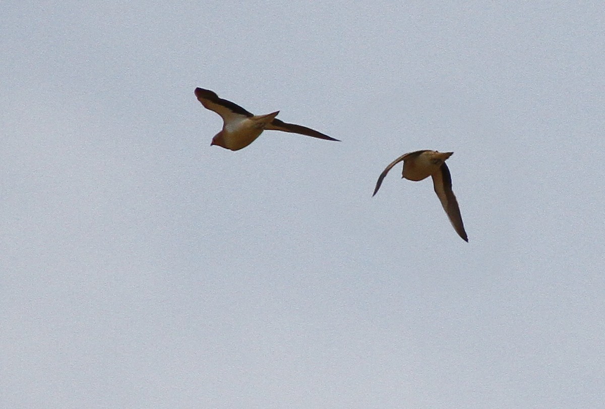 Crowned Sandgrouse - ML31676761