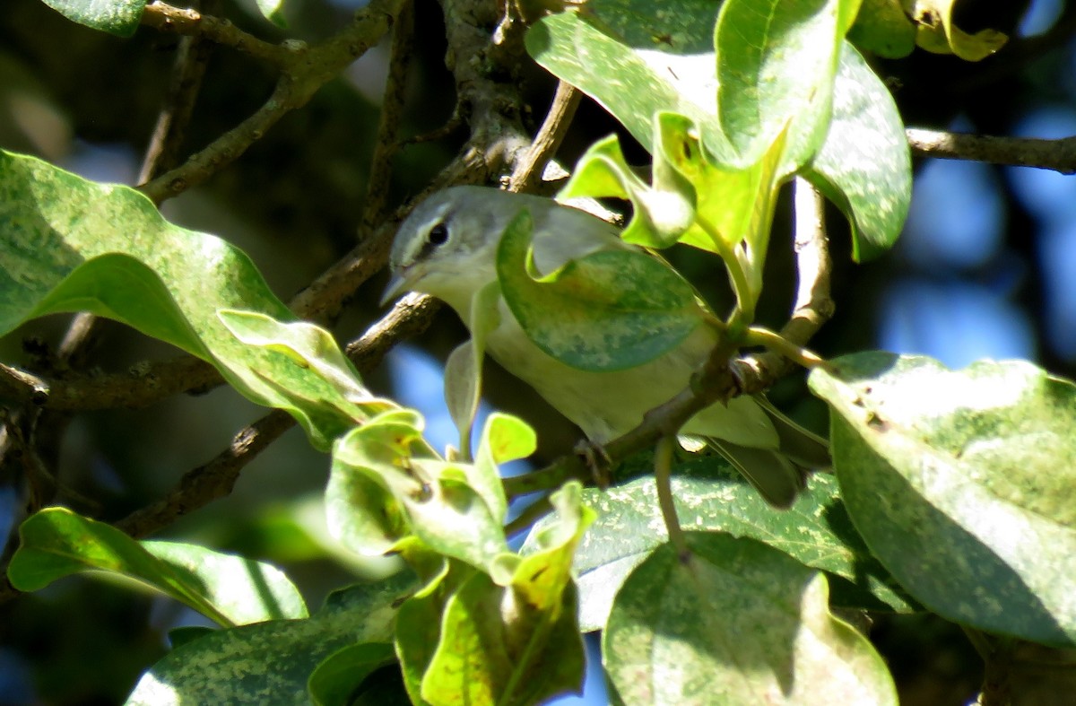 Tennessee Warbler - ML316767671