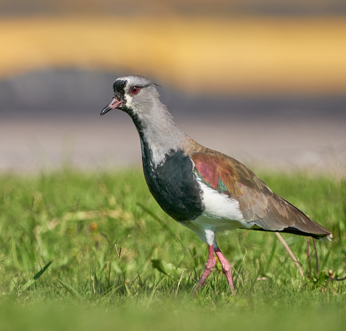 Southern Lapwing - ML316768401