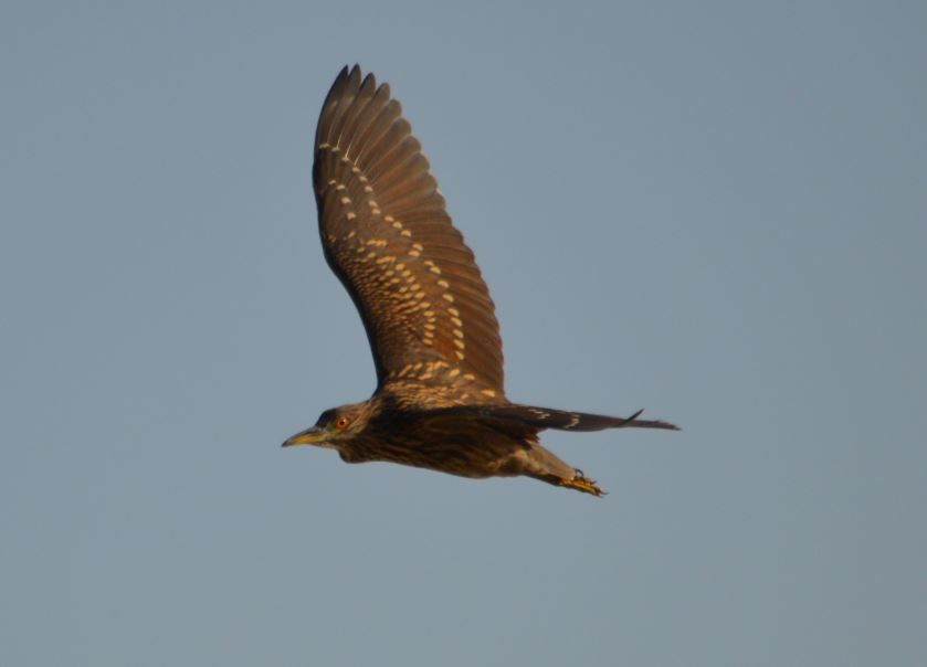 Black-crowned Night Heron - ML316769371