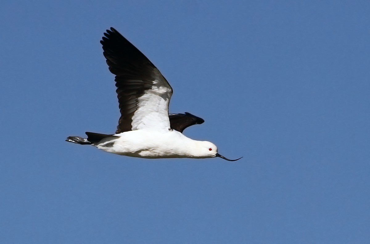 Andean Avocet - ML31677061