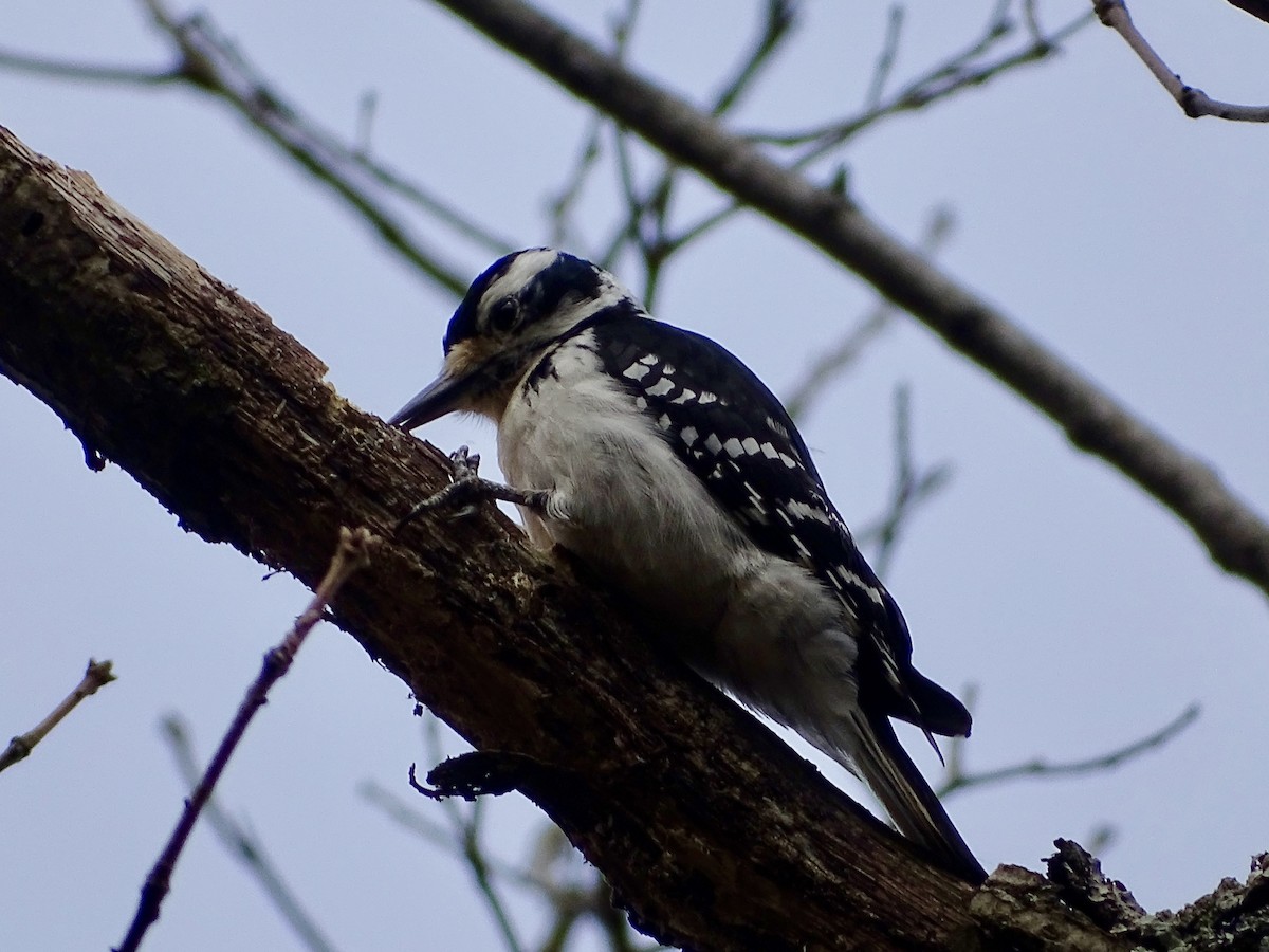 Hairy Woodpecker - ML316771381