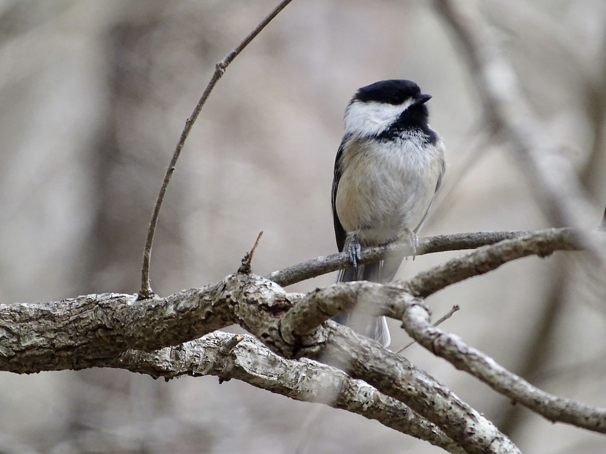 Black-capped Chickadee - ML316771511