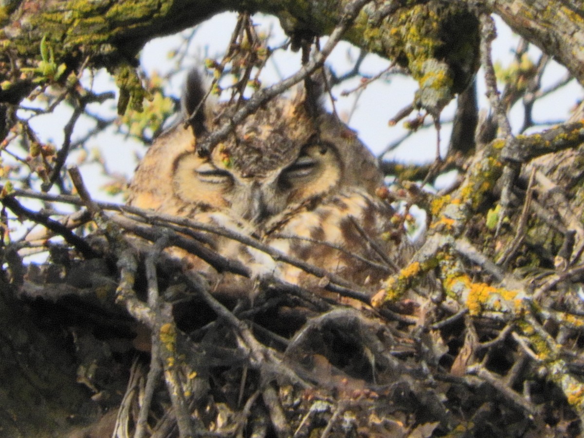 Great Horned Owl - Nina Jones