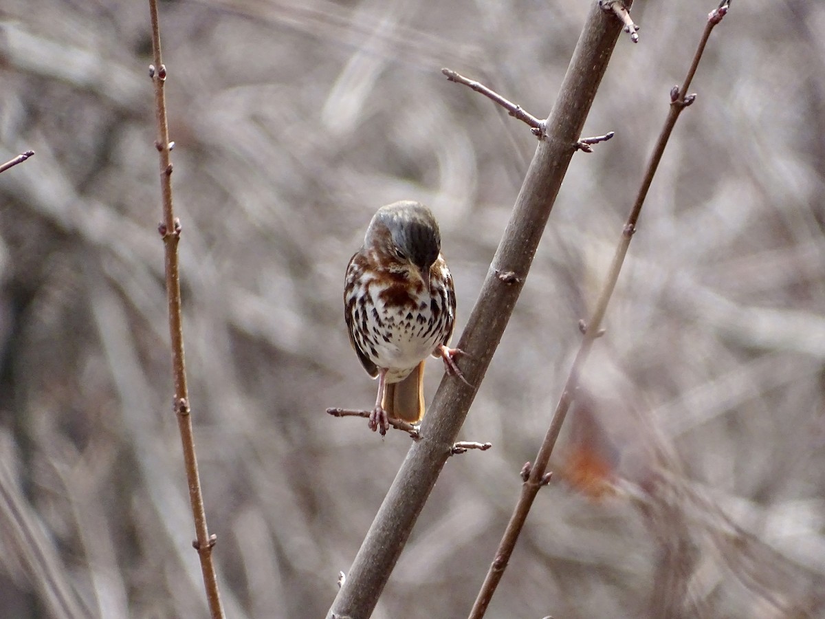 Fox Sparrow - ML316771671
