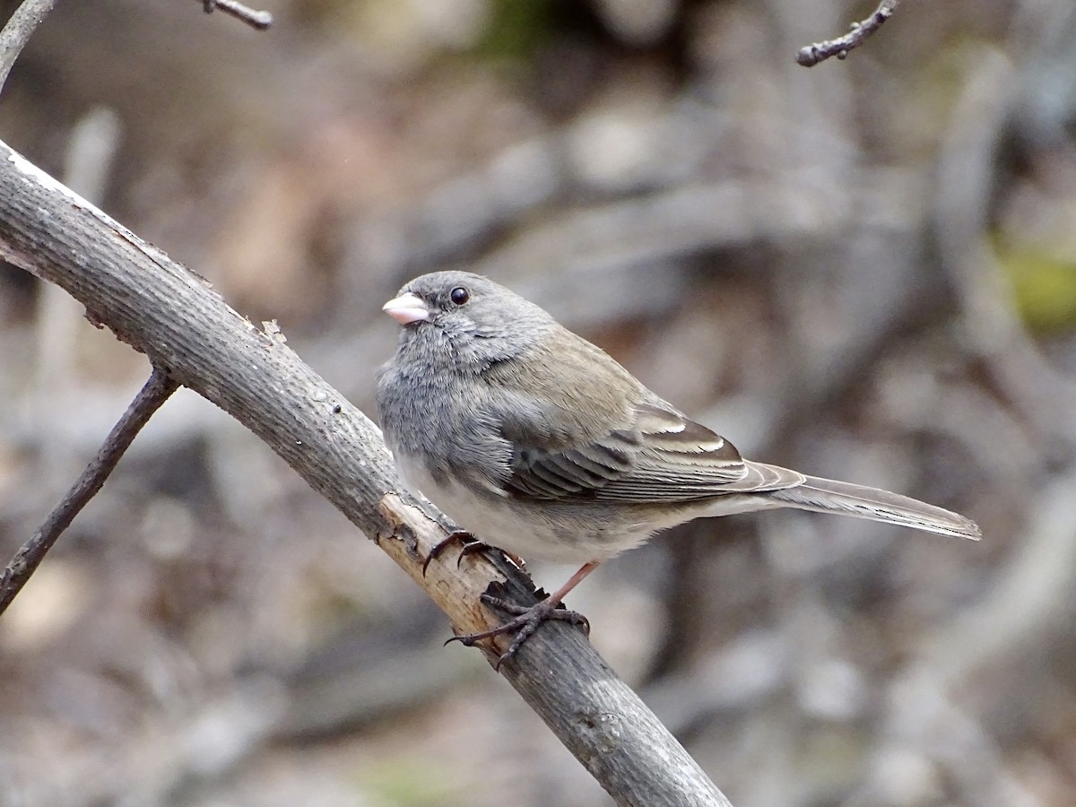Dark-eyed Junco - ML316771701