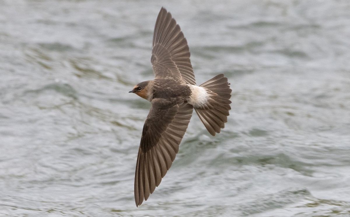 Cliff Swallow - Liam Huber