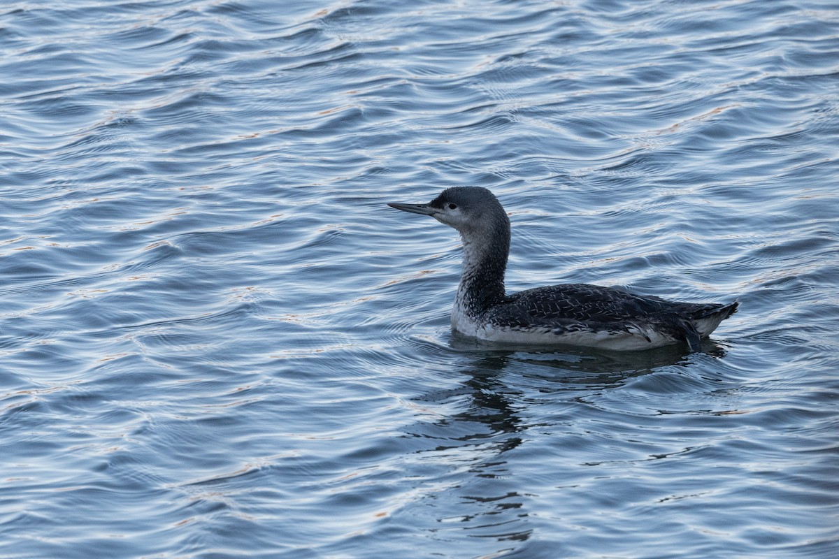 Red-throated Loon - ML316773521