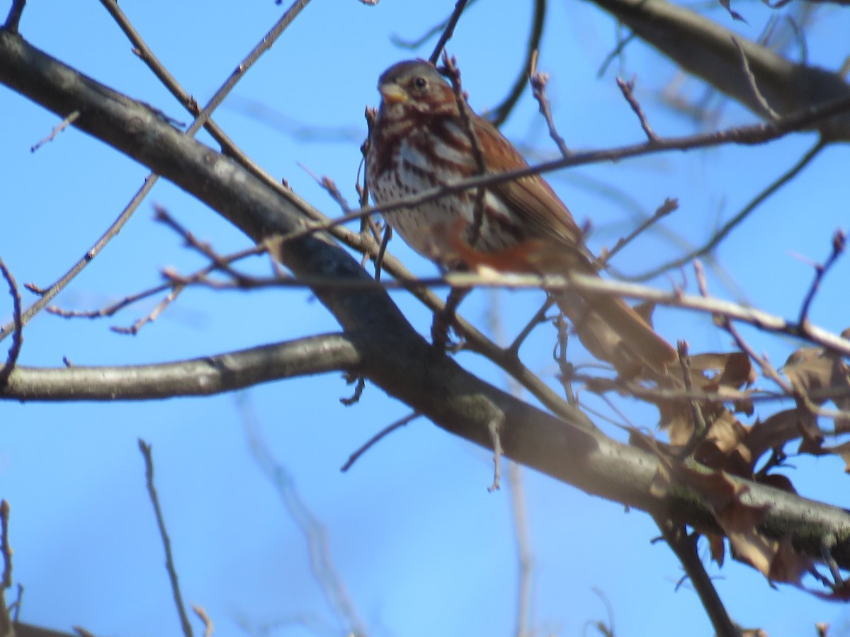 Fox Sparrow - ML316774551