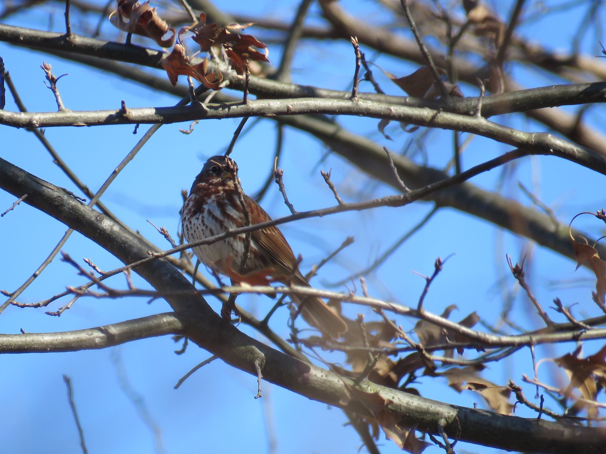 Fox Sparrow - ML316774571