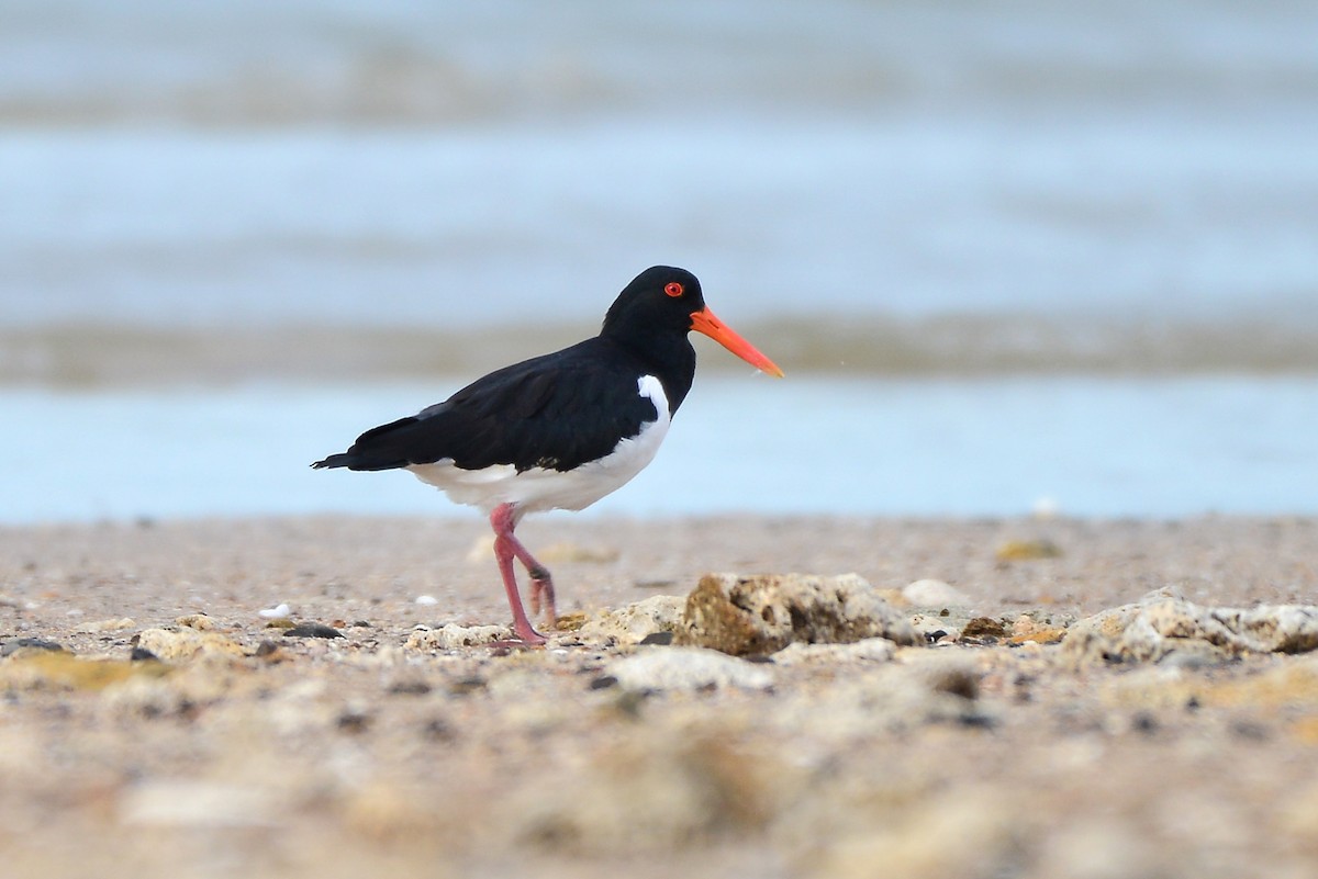 Pied Oystercatcher - ML316775091