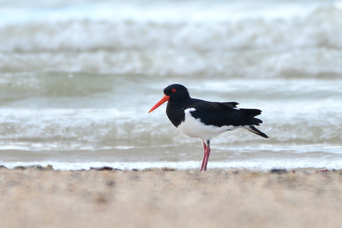 Pied Oystercatcher - ML316775101