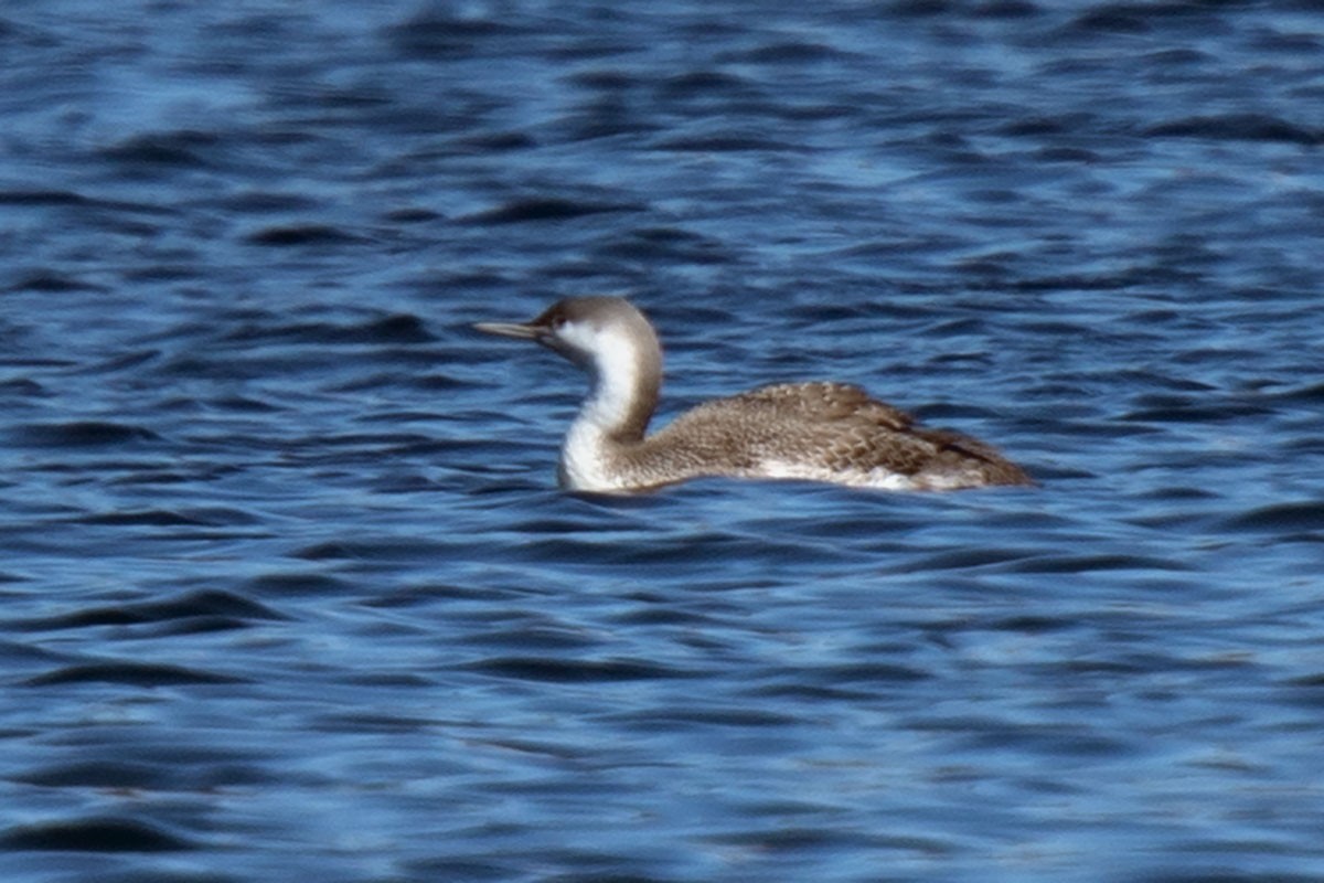 Red-throated Loon - ML316775311