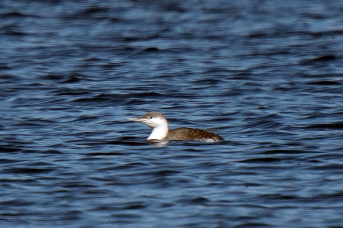 Red-throated Loon - ML316775321