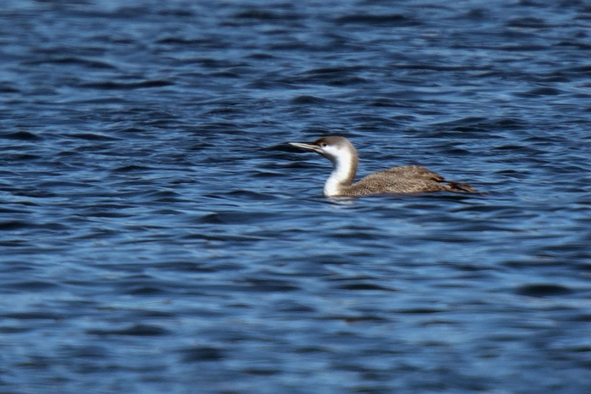 Red-throated Loon - ML316775331