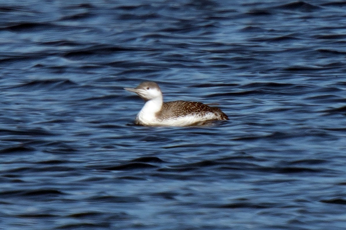 Red-throated Loon - ML316775341