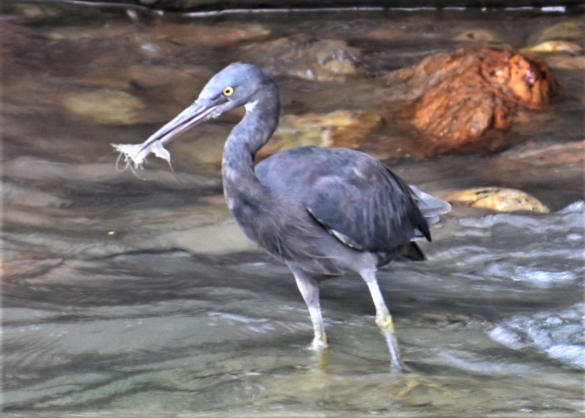 Pacific Reef-Heron - Peter Brown