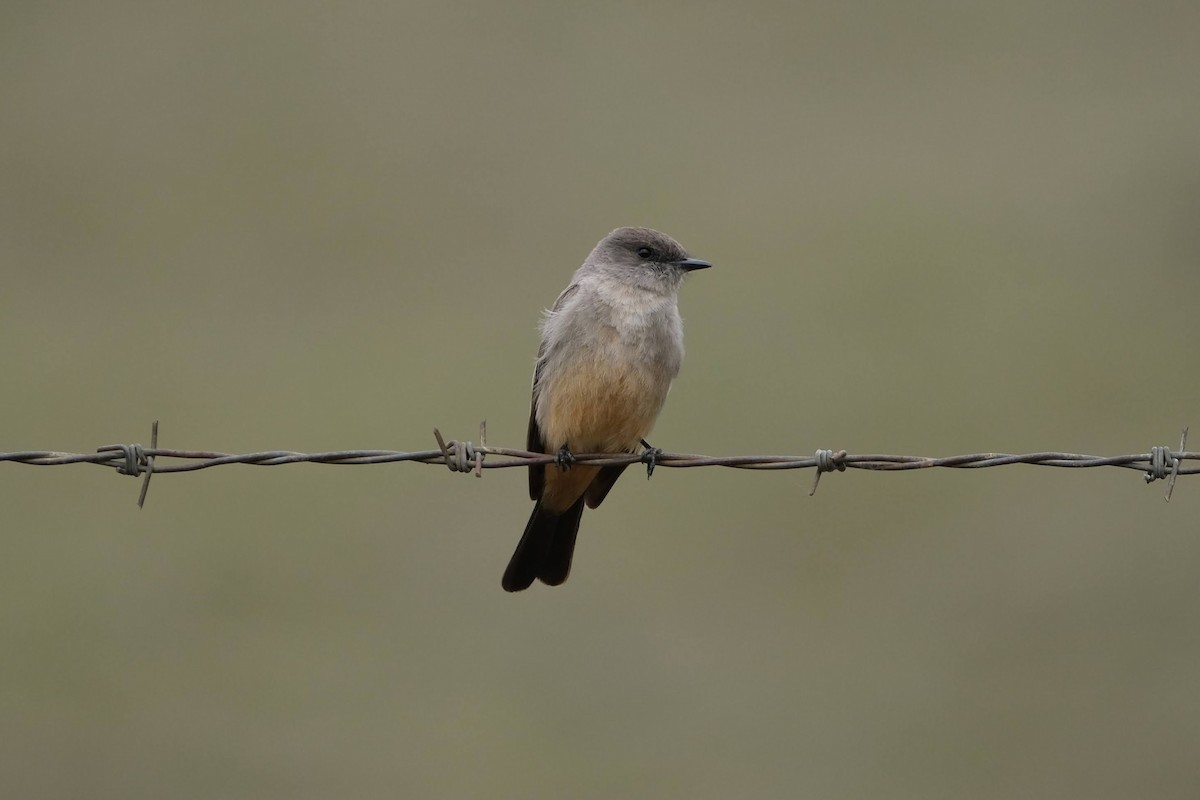 Say's Phoebe - ML316777181