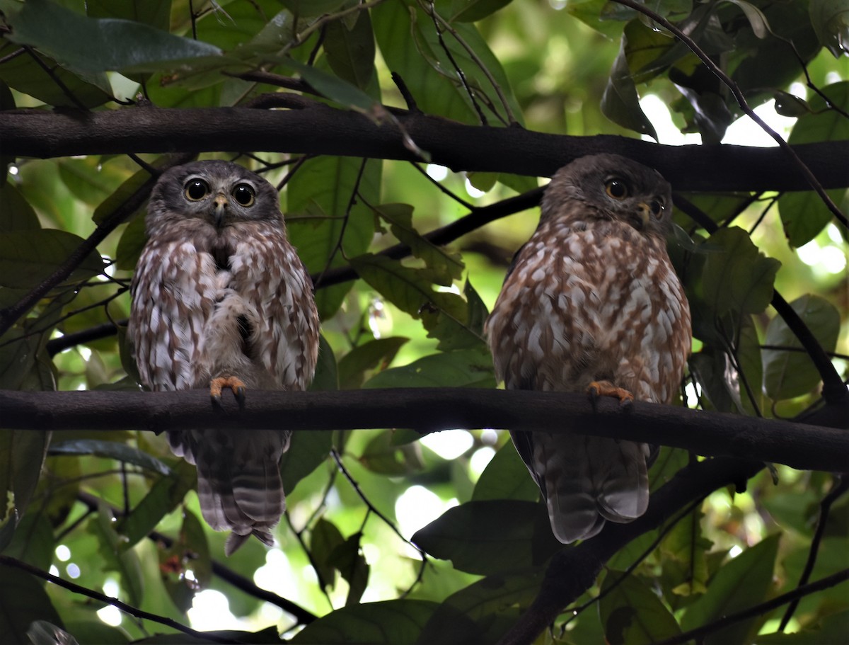 Barking Owl - ML316777791