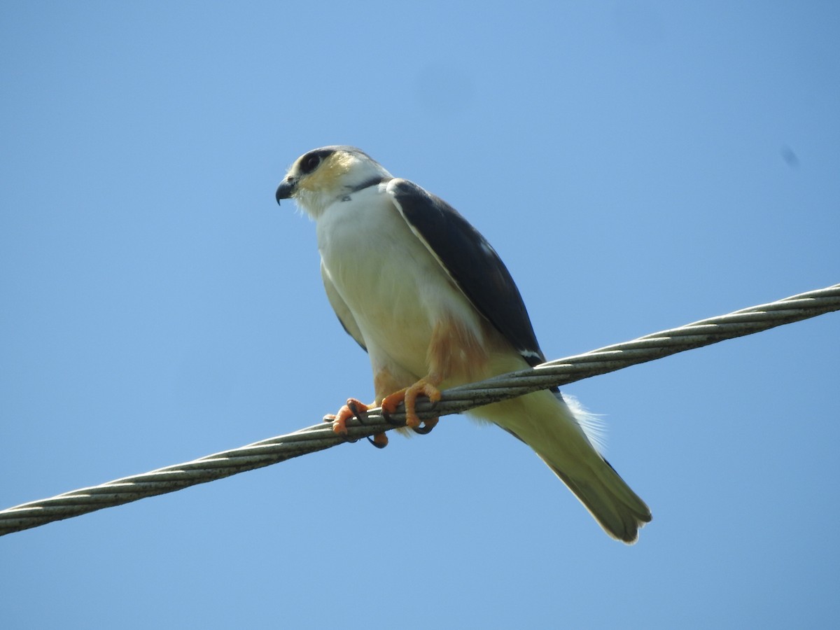 Pearl Kite - Agustin Carrasco