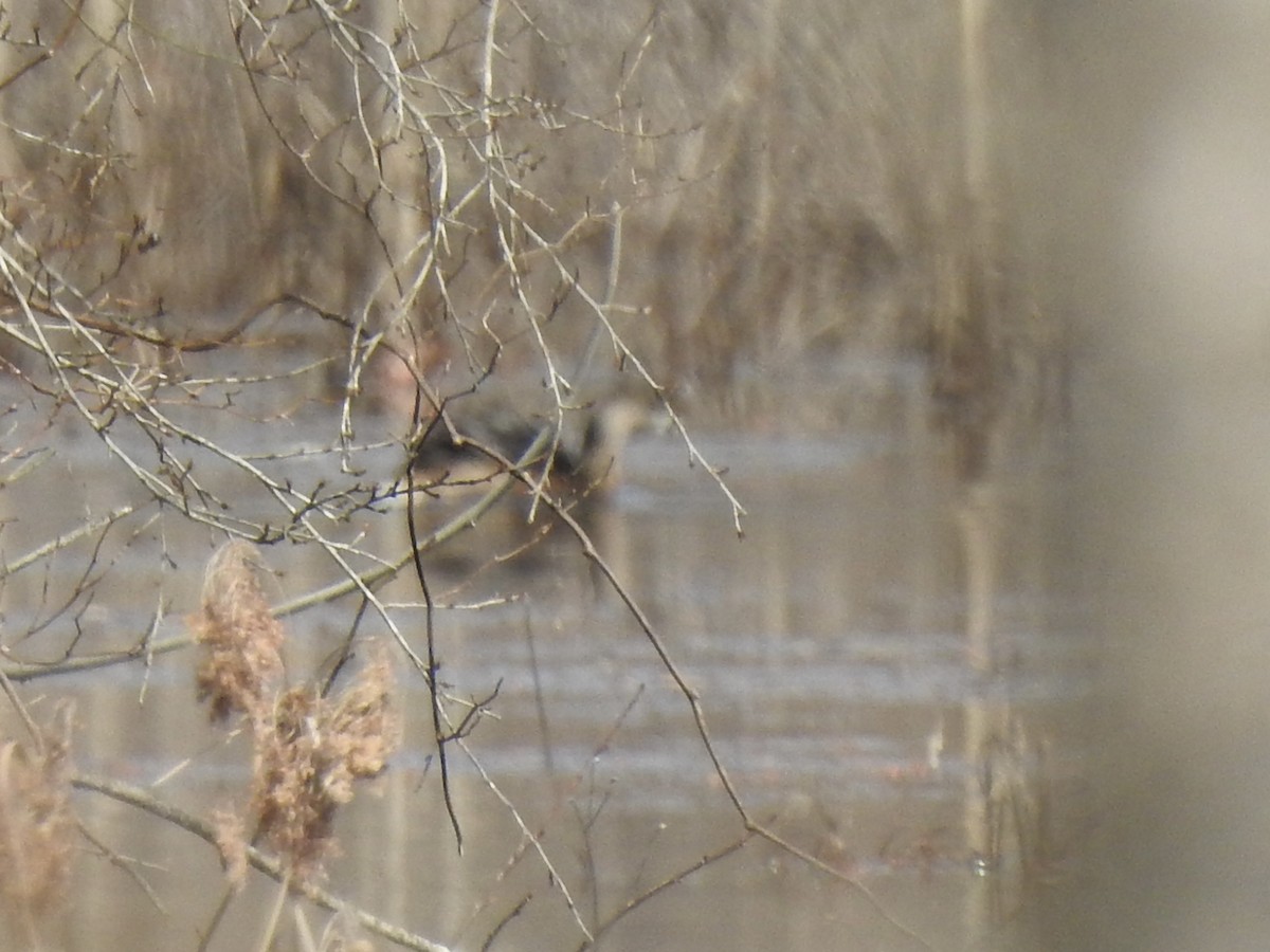 Pied-billed Grebe - ML316778541