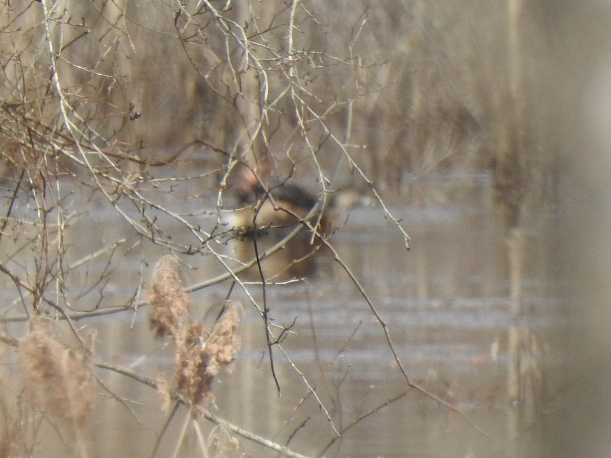 Pied-billed Grebe - ML316778561