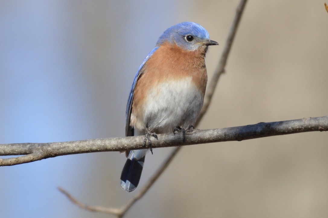 Eastern Bluebird - ML316778991