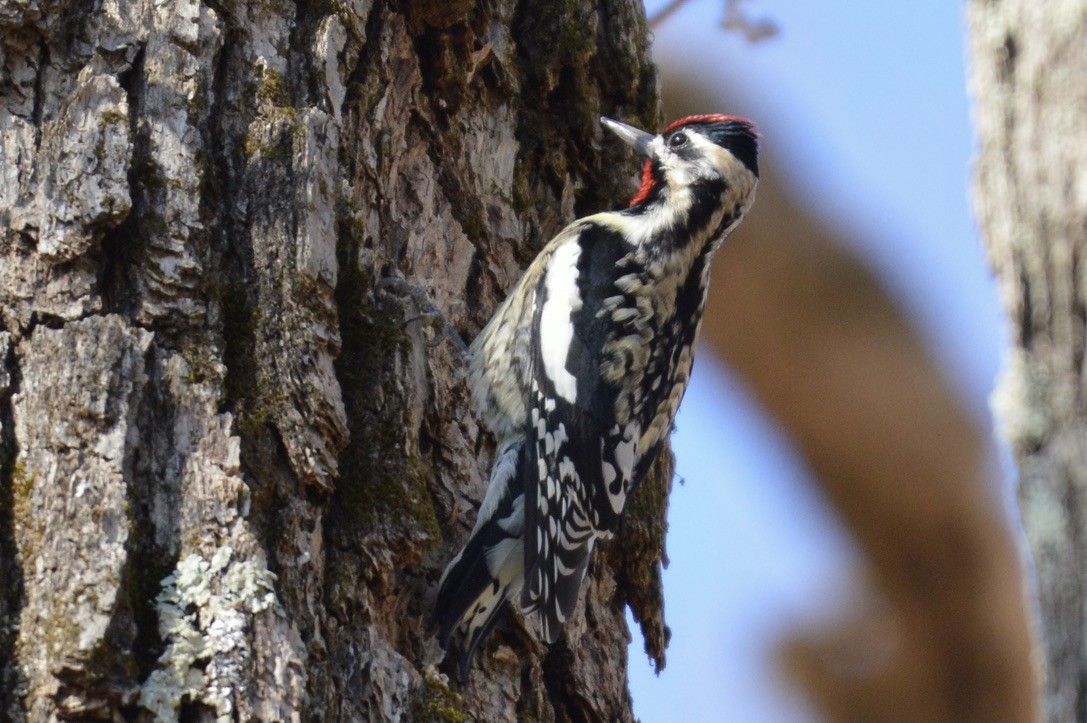 Yellow-bellied Sapsucker - ML316779081