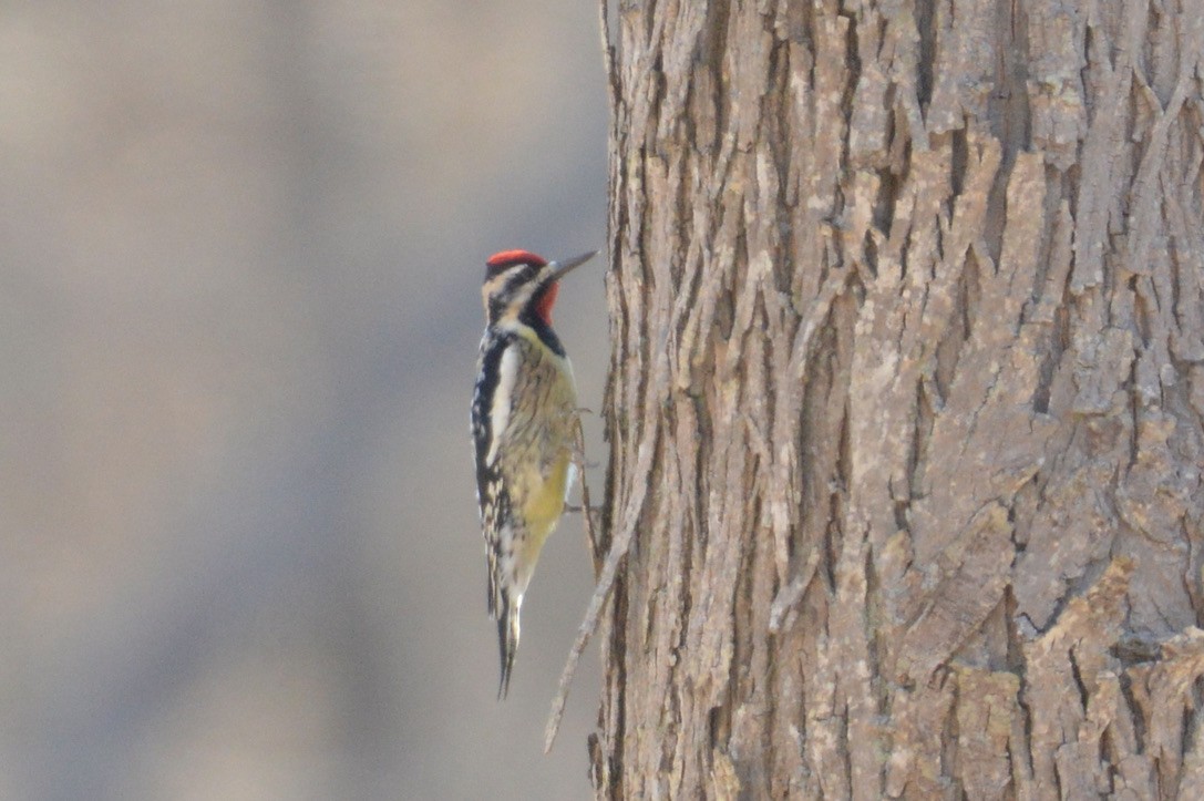 Yellow-bellied Sapsucker - ML316779091