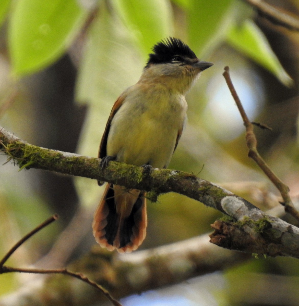 Gray-collared Becard - Danilo Moreno