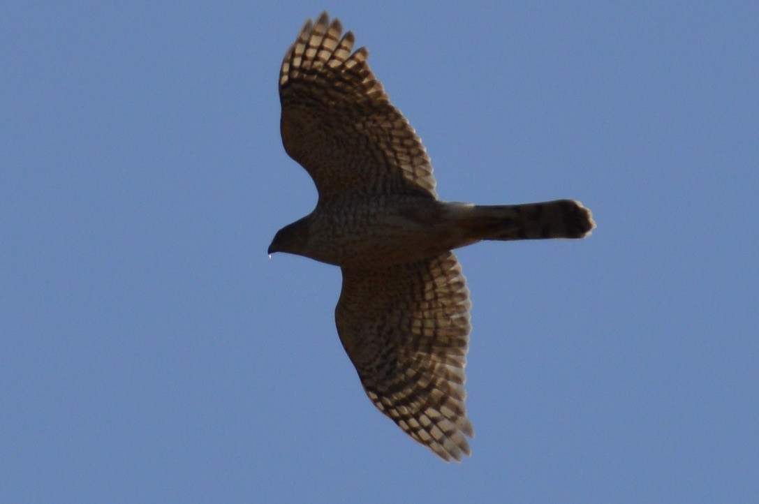 Cooper's Hawk - ML316779171